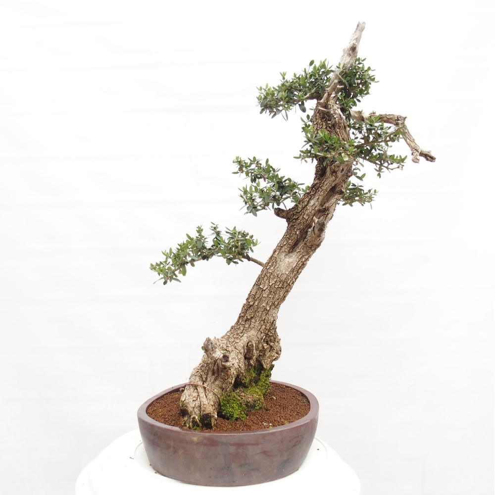 Indoor bonsai - Olea europaea sylvestris - European small-leaved olive oil