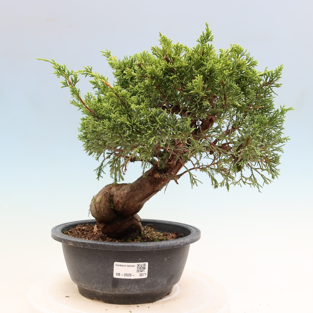 Outdoor Bonsai - Juniperus chinensis Itoigawa - Chinese Juniper
