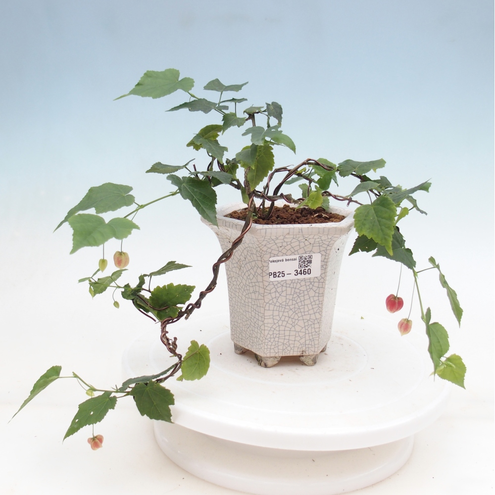 Indoor bonsai - Abutilon Big Bell - Cloudberry