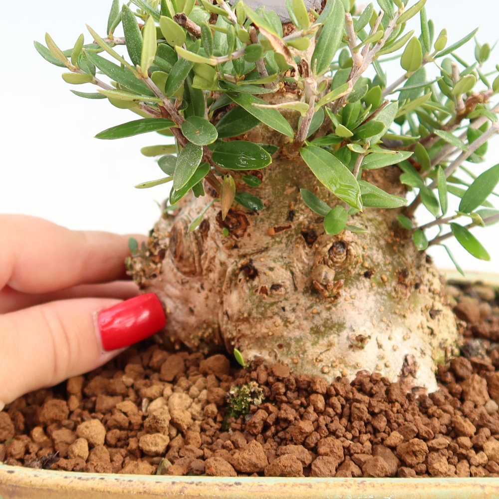 Indoor bonsai - Olea europaea sylvestris