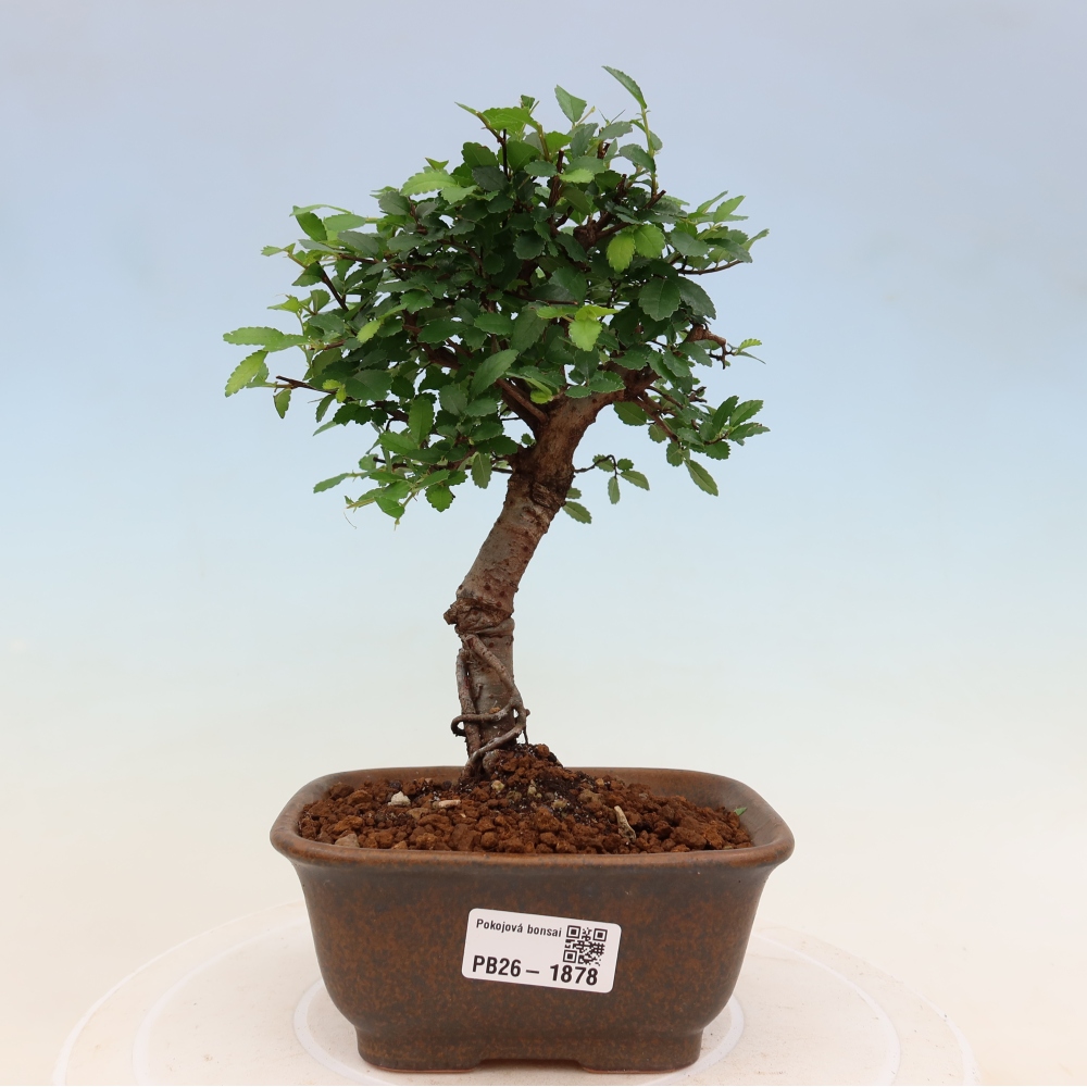 Room bonsai - Ulmus parvifolia - Small-leaved elm