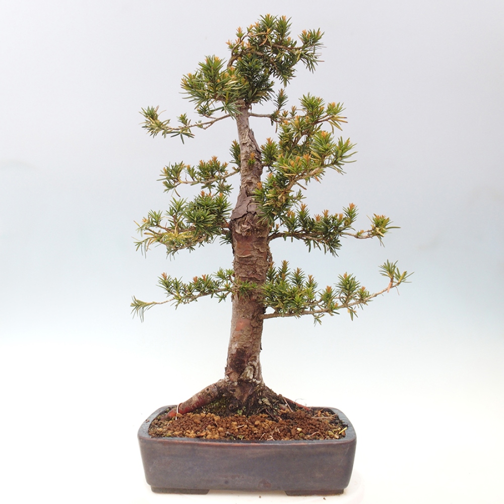 Outdoor bonsai - Taxus cuspidata - Japanese yew