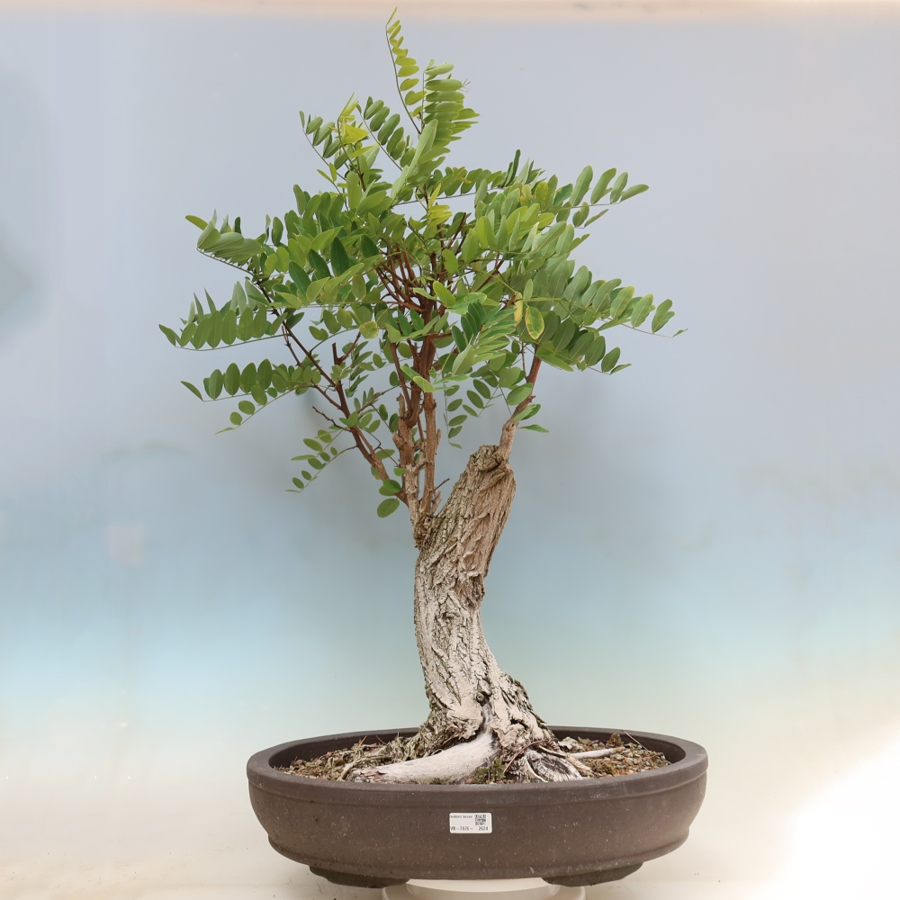 Outdoor Bonsai - Black Locust - Robinia pseudoacacia