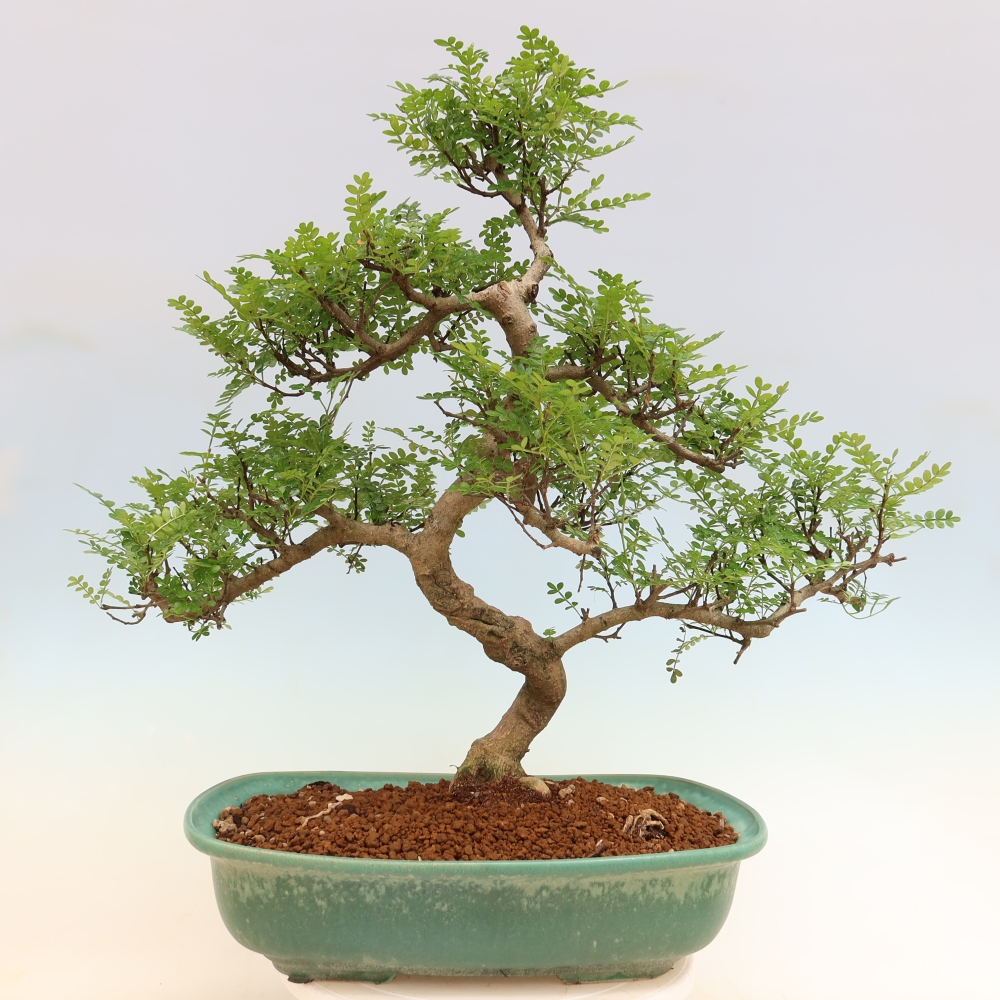 Room bonsai - Zantoxylum piperitum - pepper tree