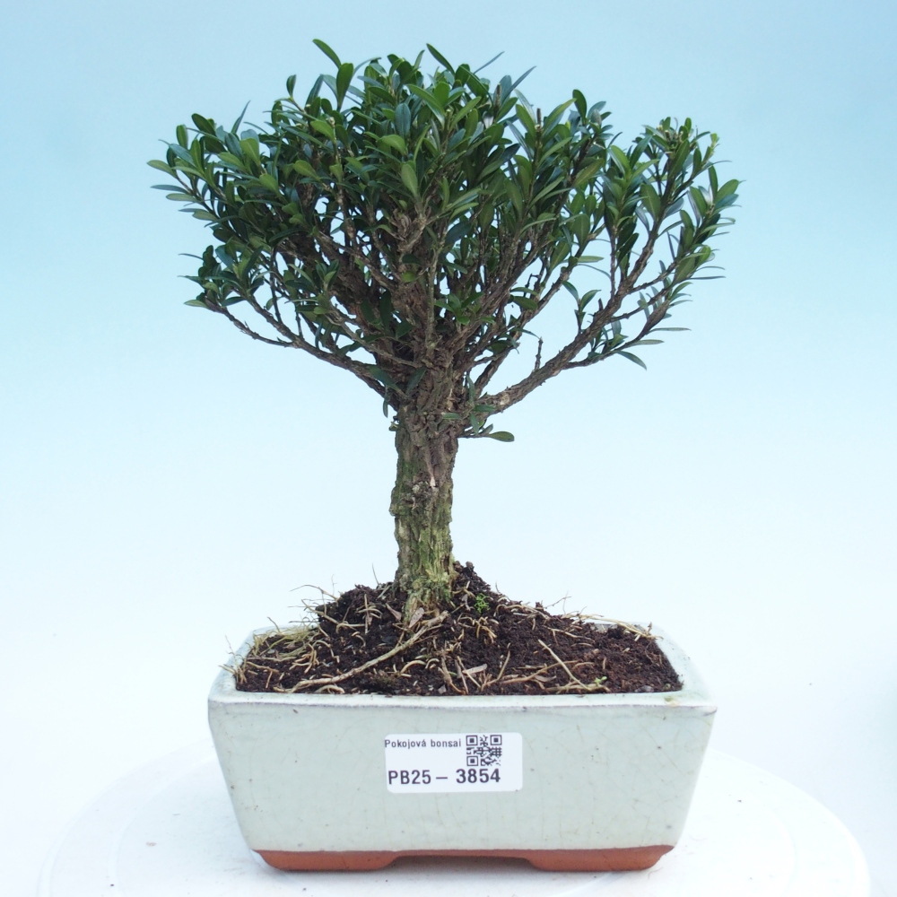 Room bonsai - Buxus harlandii - cork buxus