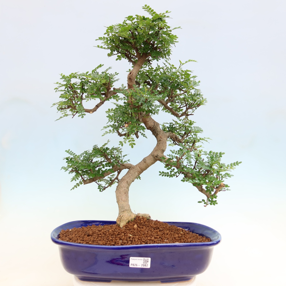 Room bonsai - Zantoxylum piperitum - pepper tree