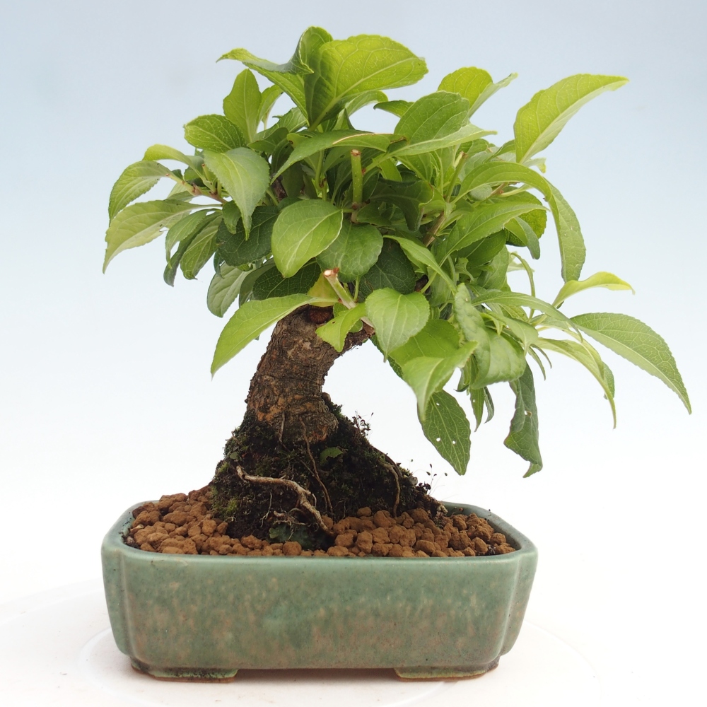 Outdoor bonsai - Celastrus Jesenec