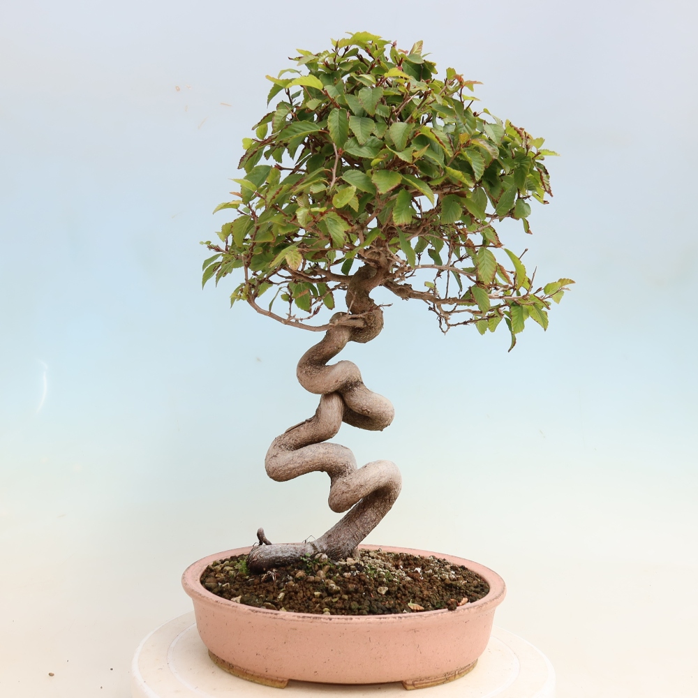 Outdoor bonsai -Carpinus CARPINOIDES - Korean Hornbeam