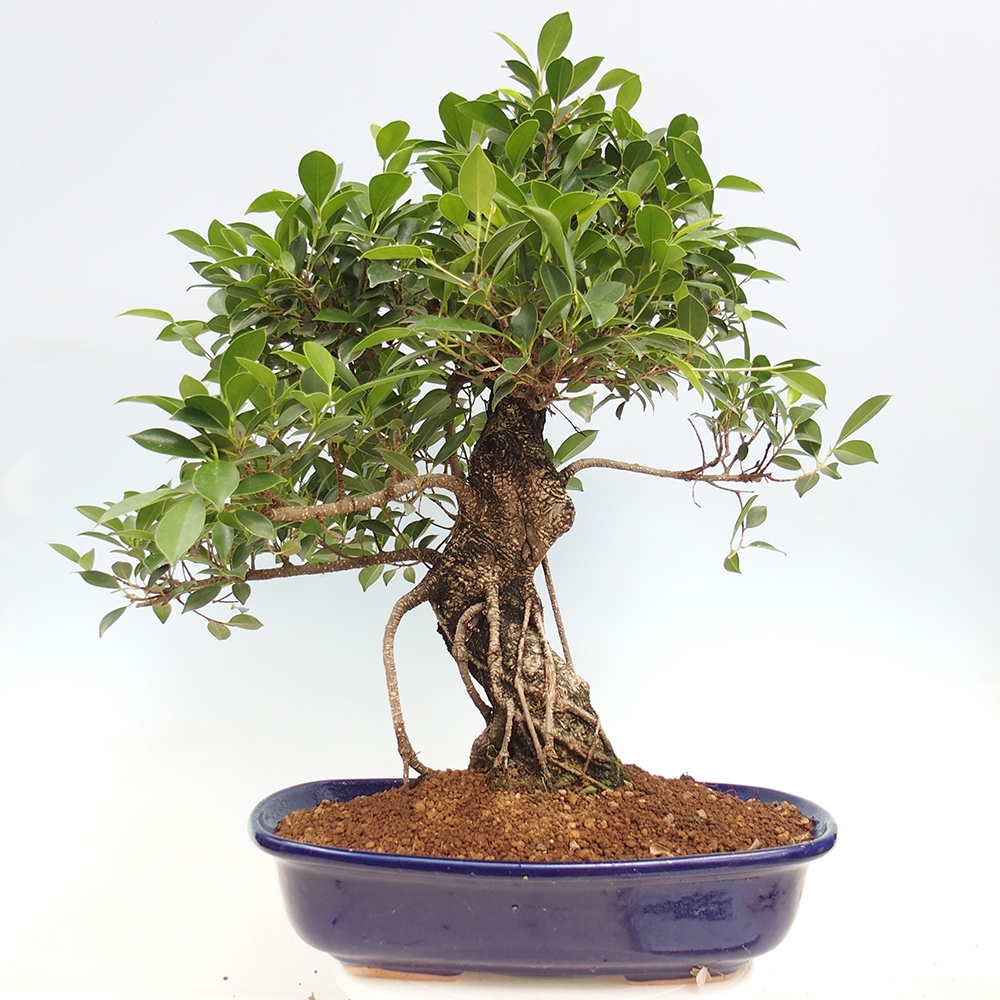 Room bonsai - Ficus kimmen - small-leaved ficus - PERSONAL COLLECTION ONLY or pallet transport