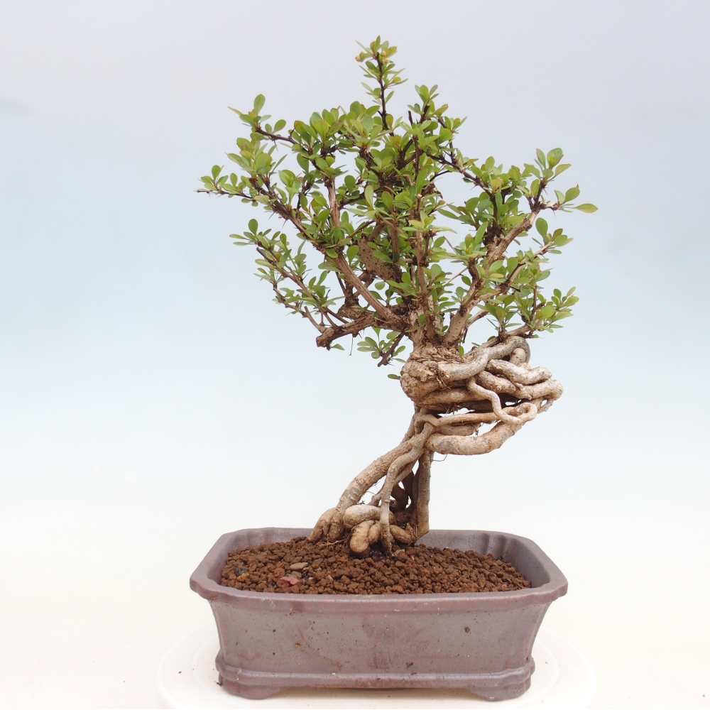 Outdoor bonsai - Berberis coreana