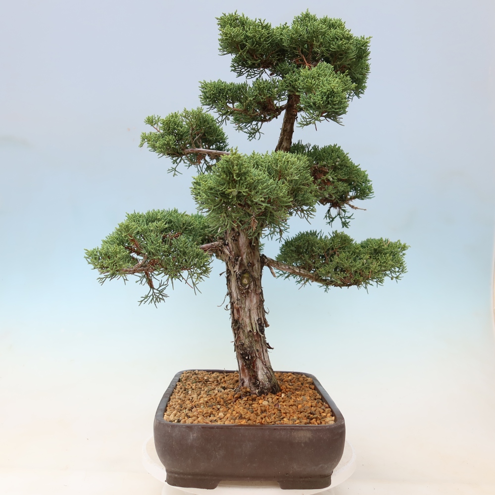 Outdoor bonsai - Juniperus chinensis Kishu