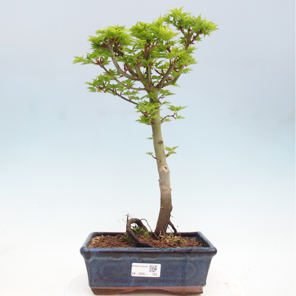 Outdoor bonsai -Javor palm Acer palmatum Shishigashira