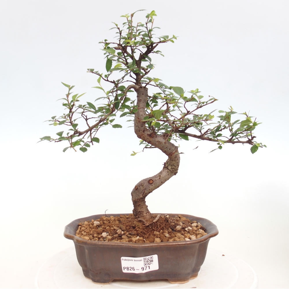 Room bonsai - Ulmus parvifolia - Small-leaved elm