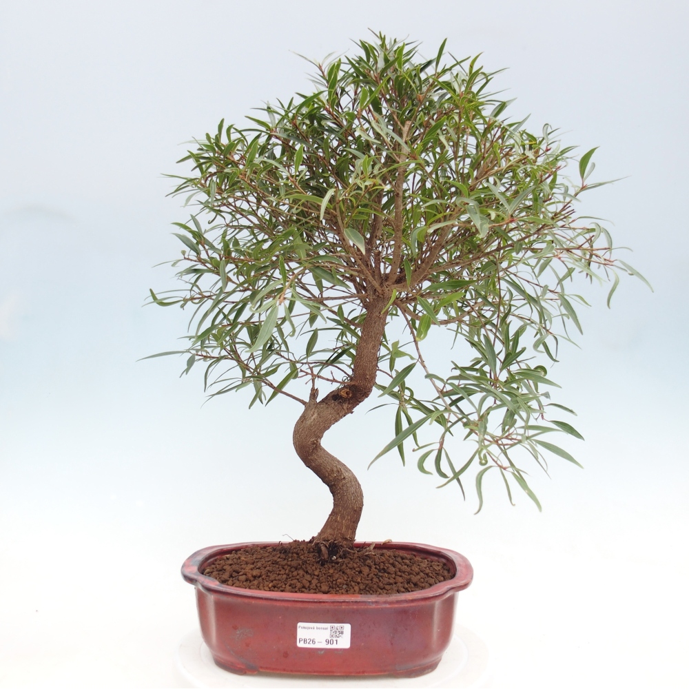 Room bonsai - Ficus nerifolia - small-leaved ficus