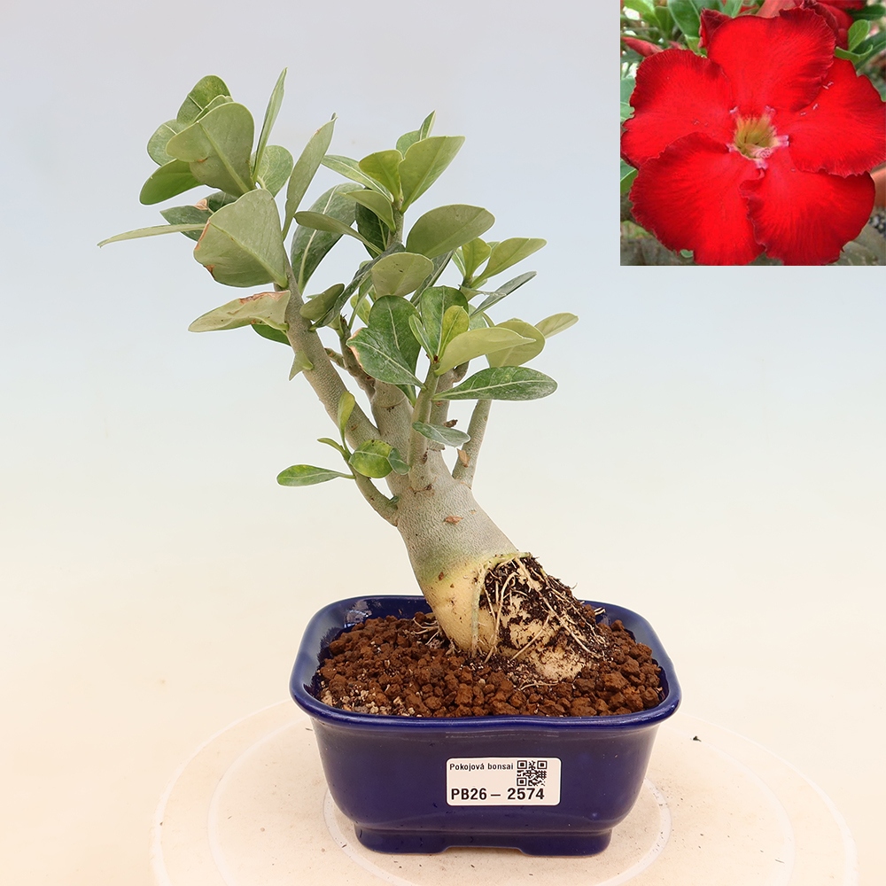 Indoor Bonsai - Adenium obesum Red Star - Desert Rose