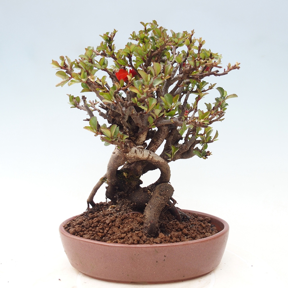 Outdoor bonsai - Chaneomeles speciosa - Quince