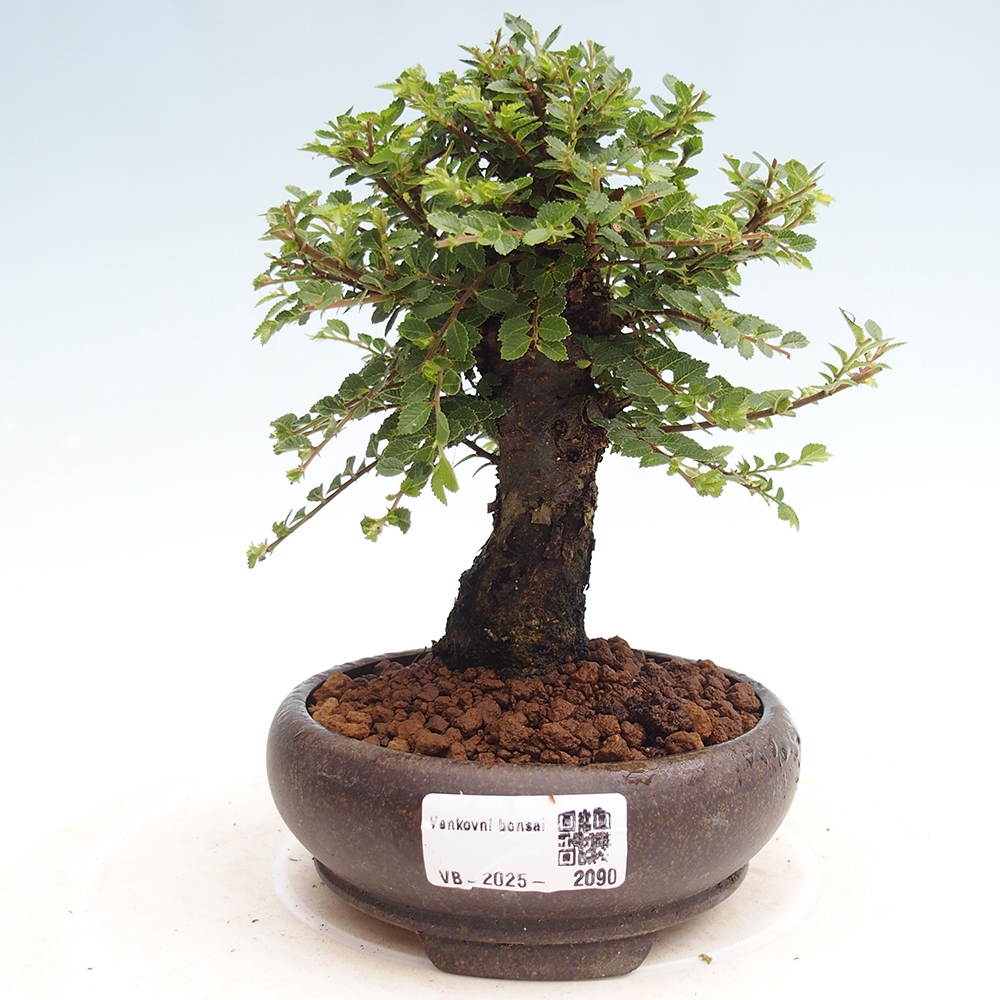 Outdoor bonsai - Ulmus parvifolia Hokkaido - Chinese elm