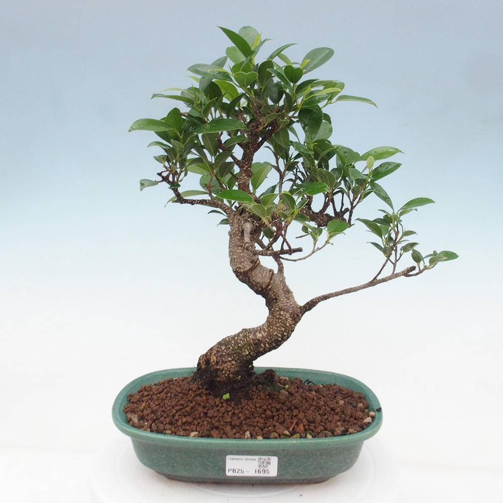 Indoor bonsai - Ficus retusa - small ficus