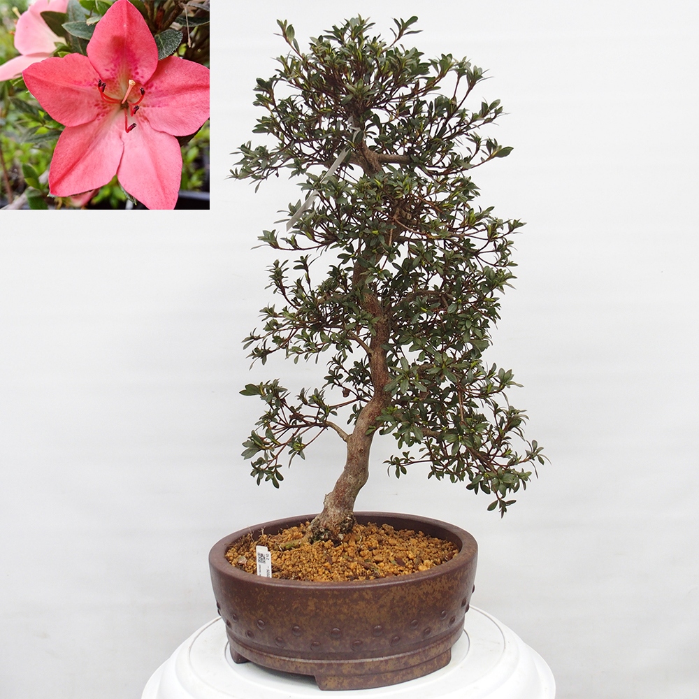 Outdoor bonsai - Japanese Azalea - Azalea Akari