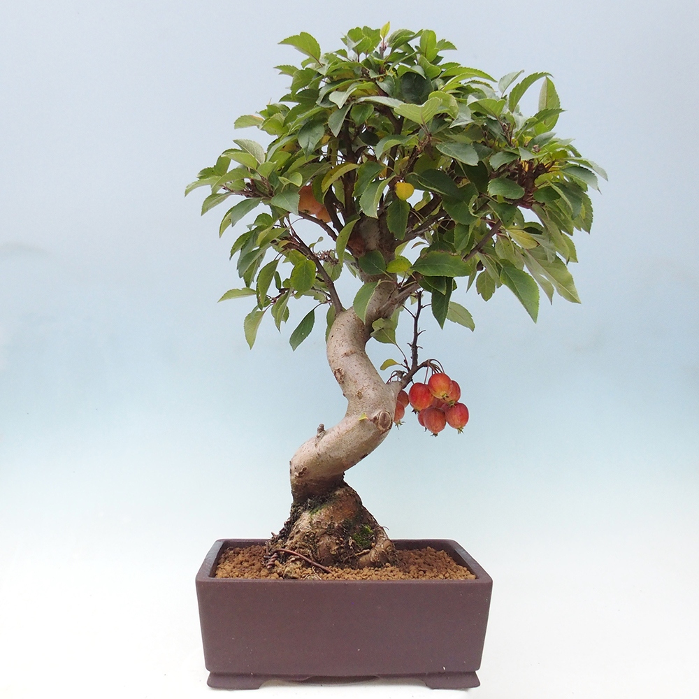 Outdoor bonsai - Malus halliana - Small-fruited apple tree