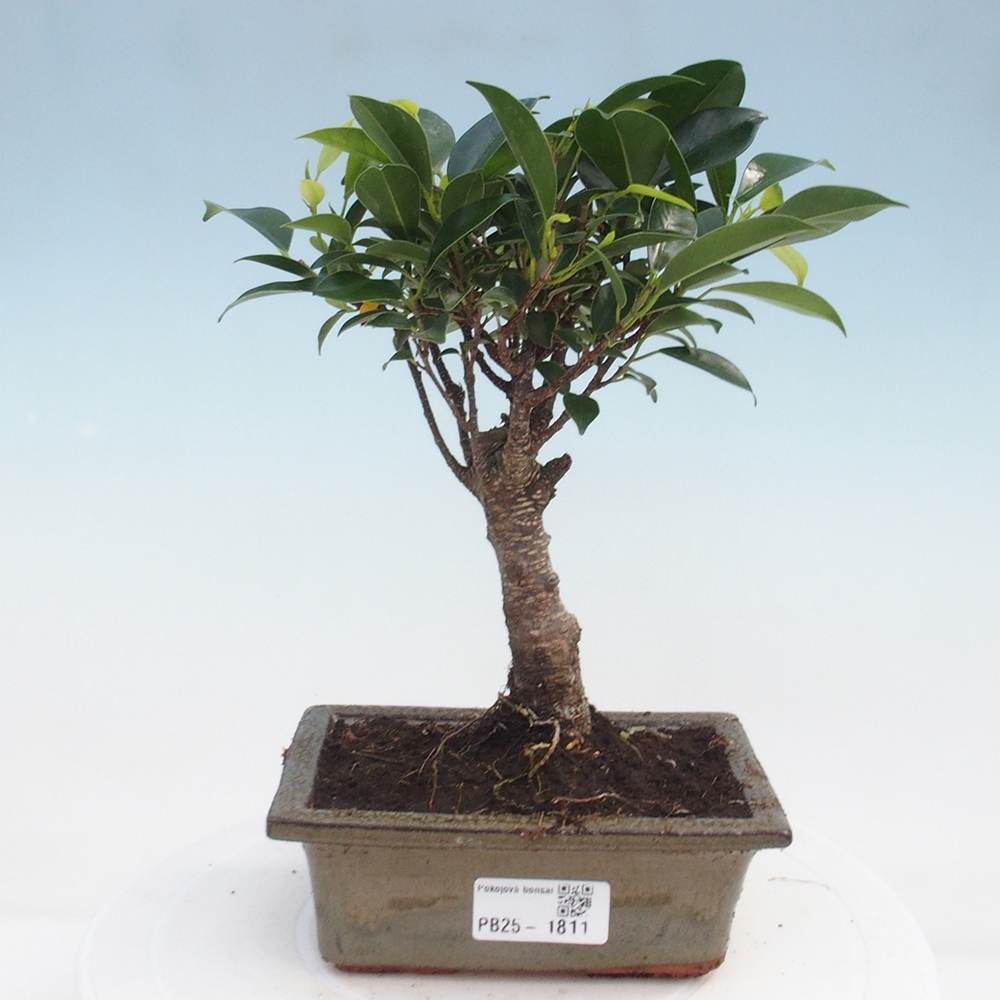 Indoor bonsai - Ficus retusa - small-leaved ficus