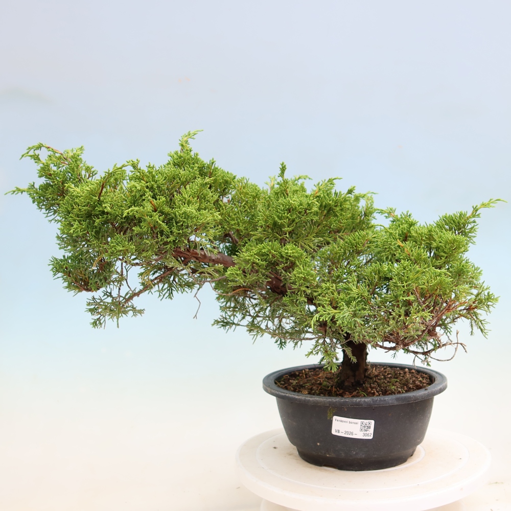 Outdoor Bonsai - Juniperus chinensis Itoigawa - Chinese Juniper