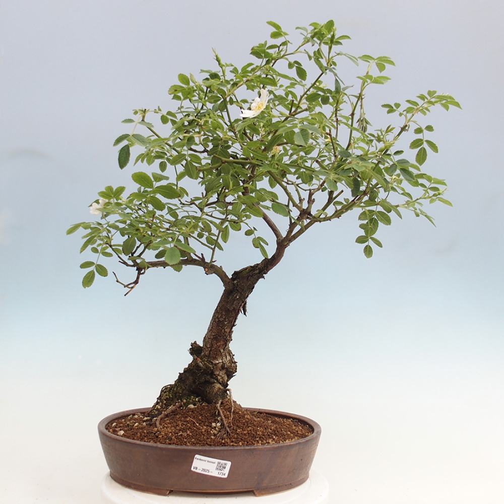 Outdoor bonsai - Rosa Kordes -  rose