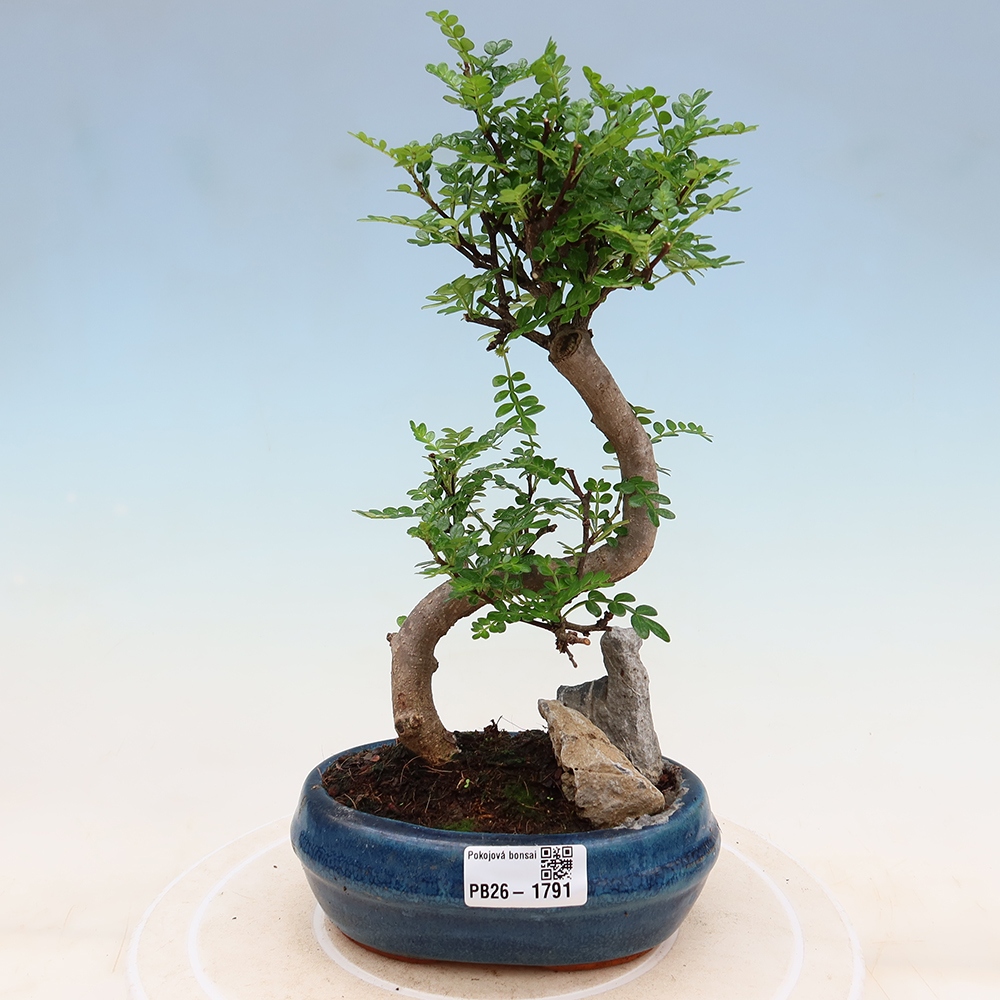 Room bonsai - Zantoxylum piperitum - pepper tree