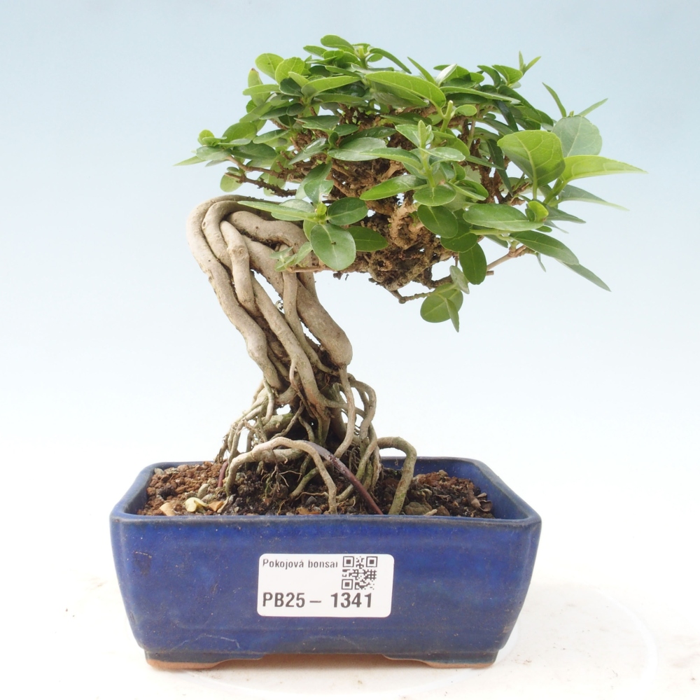 Indoor bonsai - Premna serratifolia - Kozlovon small-leaved