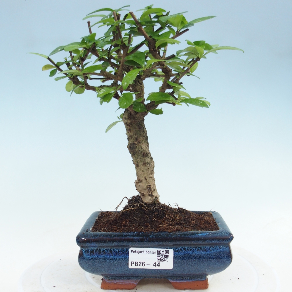Room bonsai - Carmona macrophylla - Tea fuki