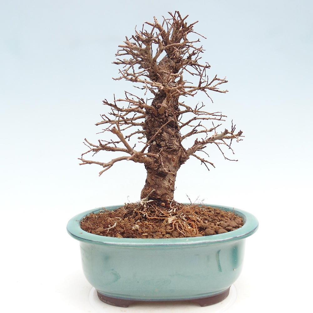 Outdoor bonsai - Zelkova - Zelkova NIRE