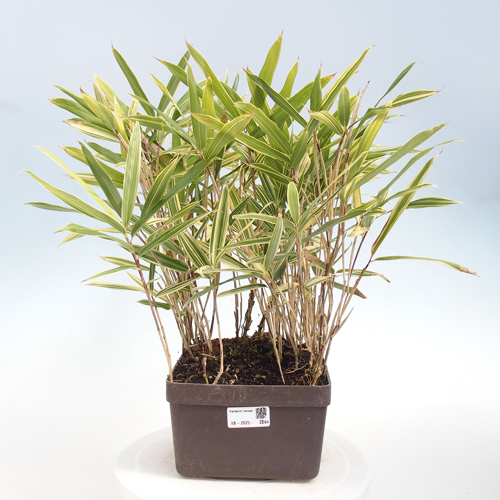 Outdoor bonsai - Sasaella masamuneana Albostriata - Bamboo