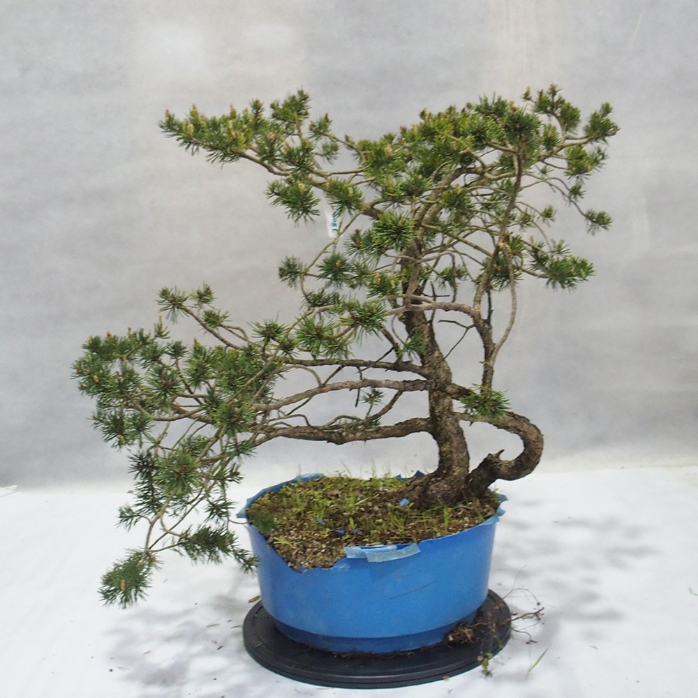 Yamadori - Pinus sylvestris 