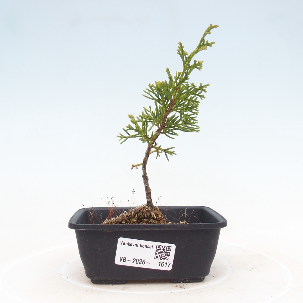 Outdoor bonsai - Juniperus chinensis Itoigawa
