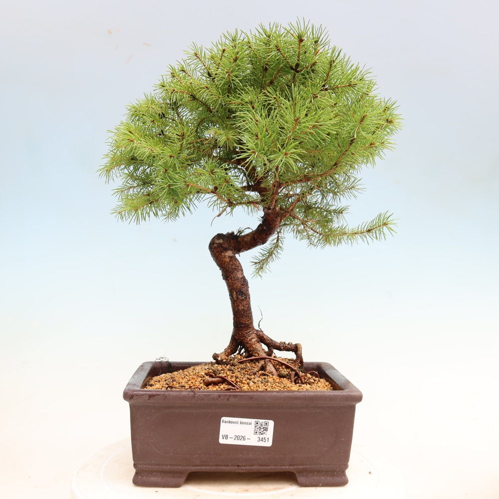 Outdoor Bonsai - Blue Spruce - Picea glauca 'Globe'
