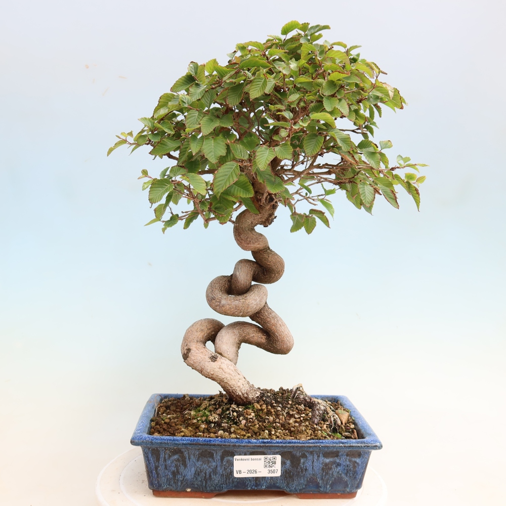 Outdoor bonsai -Carpinus CARPINOIDES - Korean Hornbeam