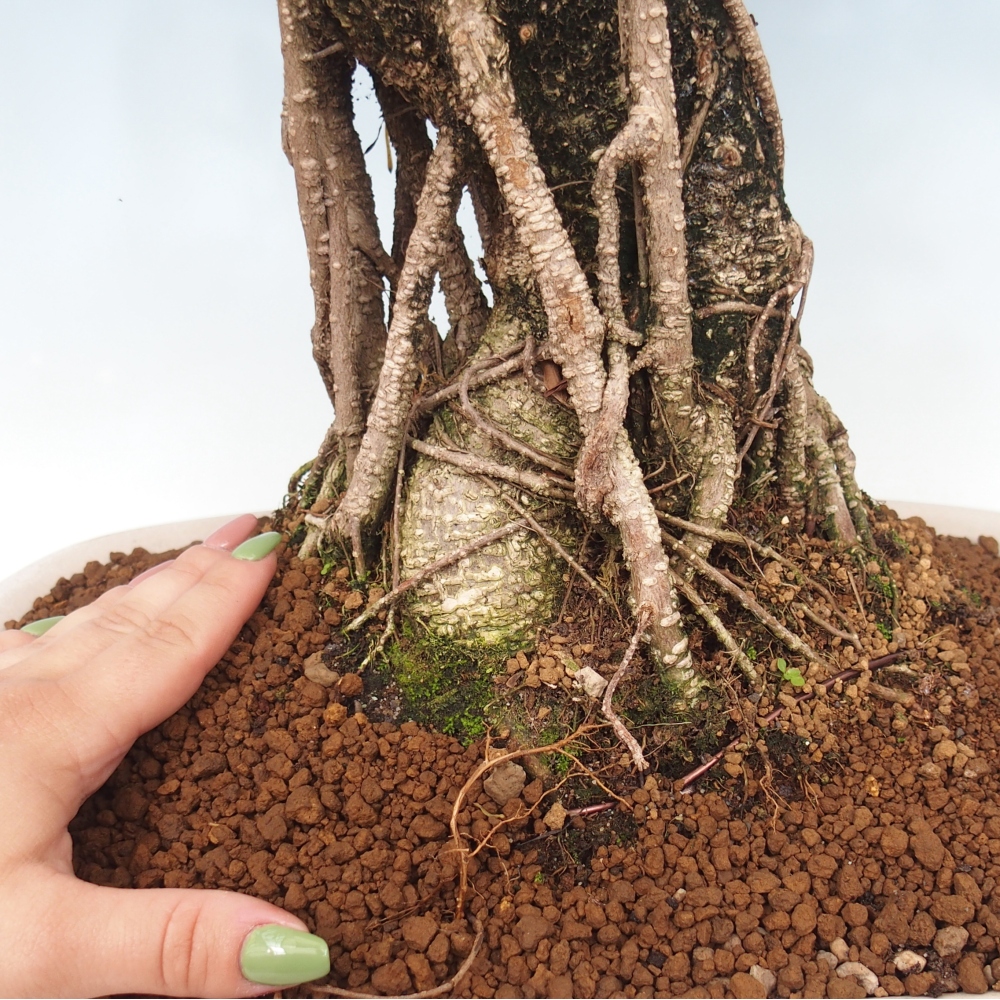 Room bonsai - Ficus kimmen - small-leaved ficus - PERSONAL COLLECTION ONLY or pallet transport