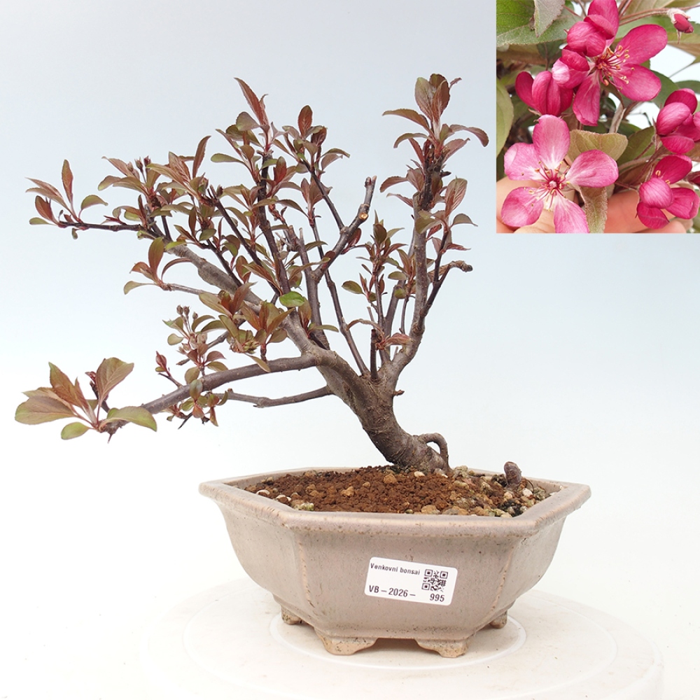 Outdoor bonsai -Malus domestica - Small-fruited red-leaved apple tree