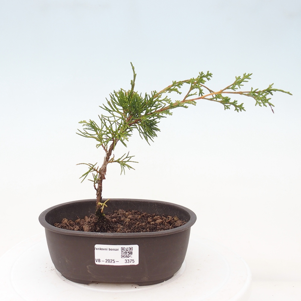 Outdoor bonsai - Juniperus chinensis Itoigawa - Chinese juniper