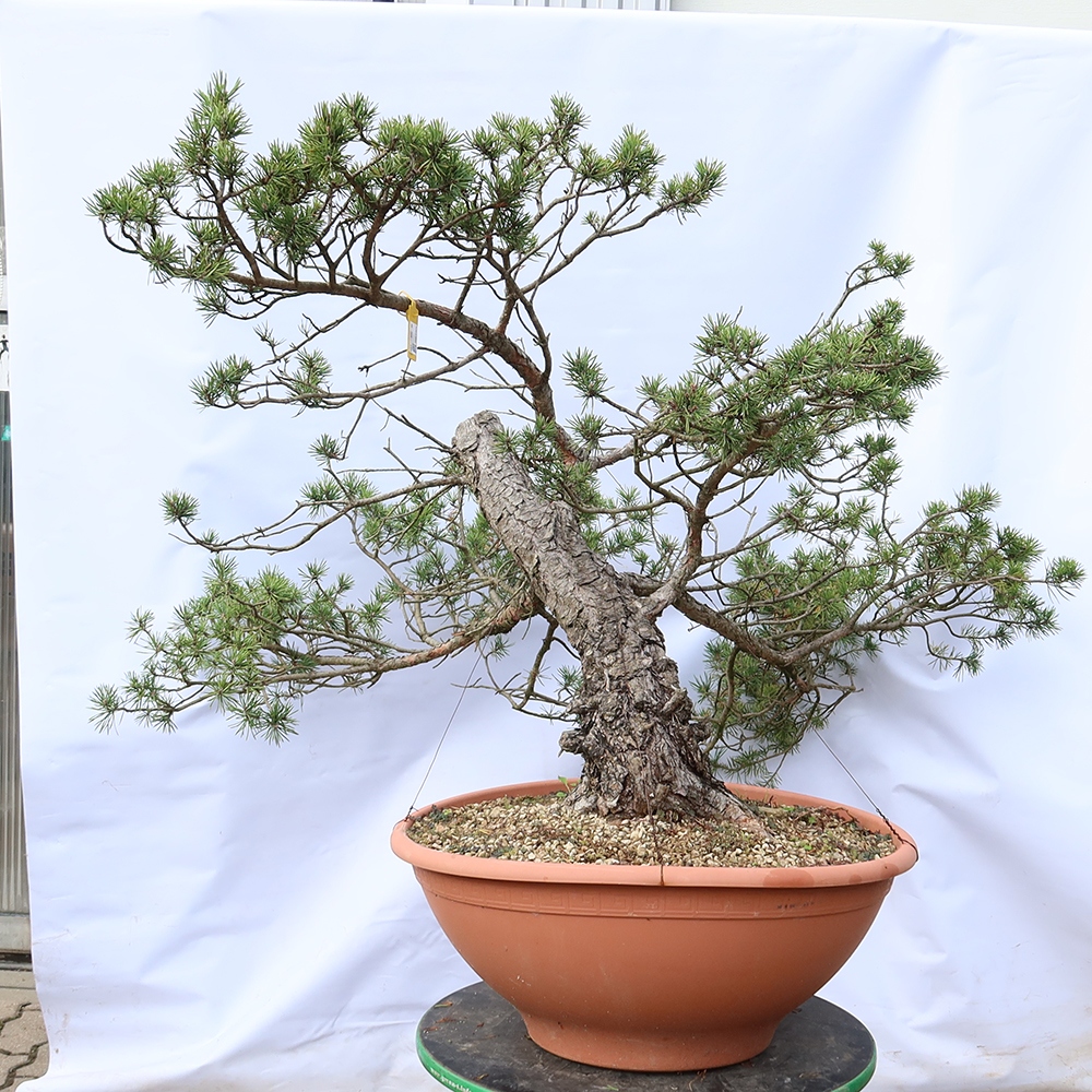 Pinus sylvestris Spain - Scots pine