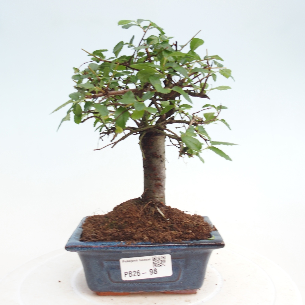 Room bonsai - Ulmus parvifolia - Small-leaved elm