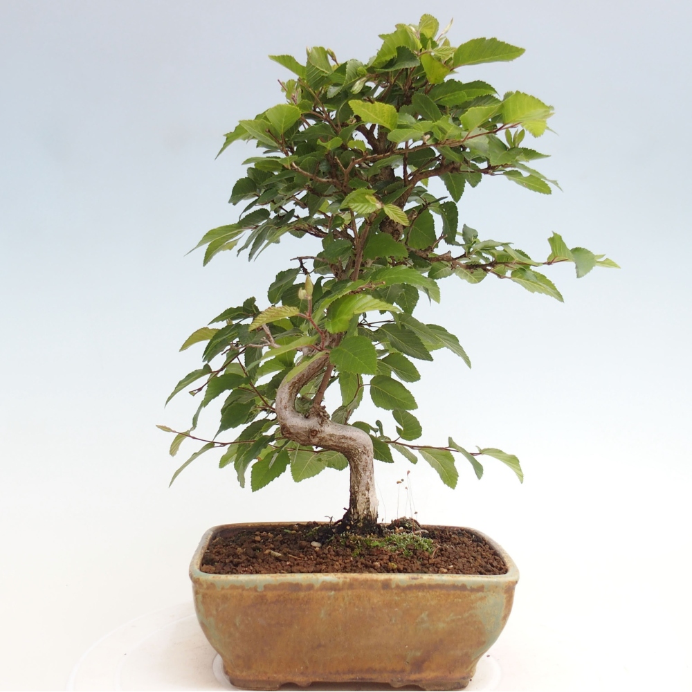 Outdoor bonsai -Carpinus CARPINOIDES - Korean hornbeam