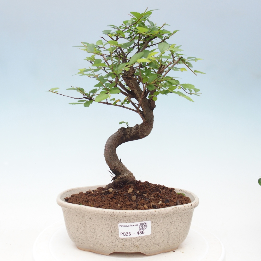 Room bonsai - Ulmus parvifolia - Small-leaved elm