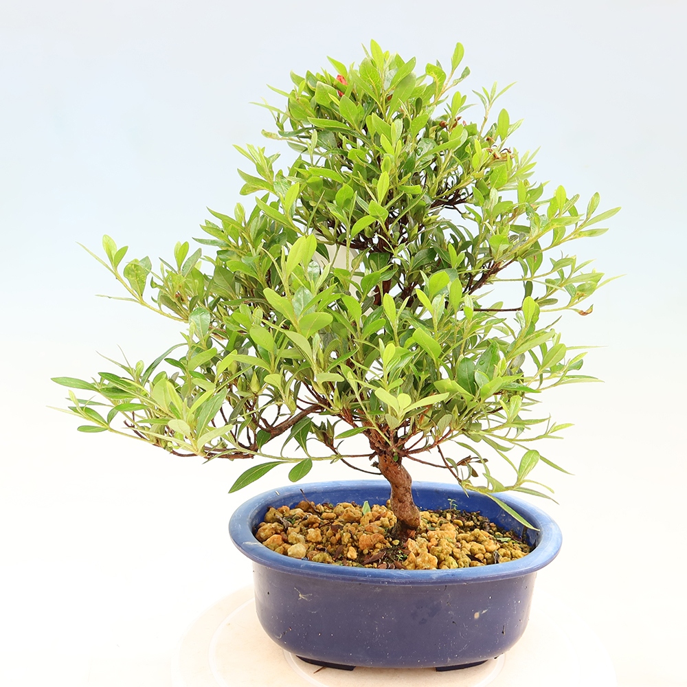Outdoor bonsai - Japanese Azalea - Azalea Matsunami