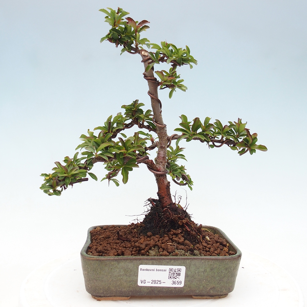 Outdoor bonsai-Pyracantha Teton -Hlox