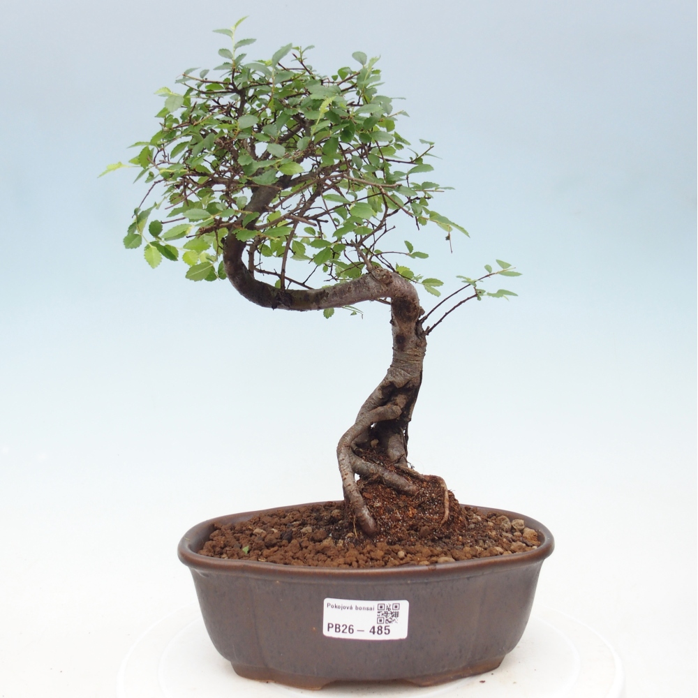 Room bonsai - Ulmus parvifolia - Small-leaved elm