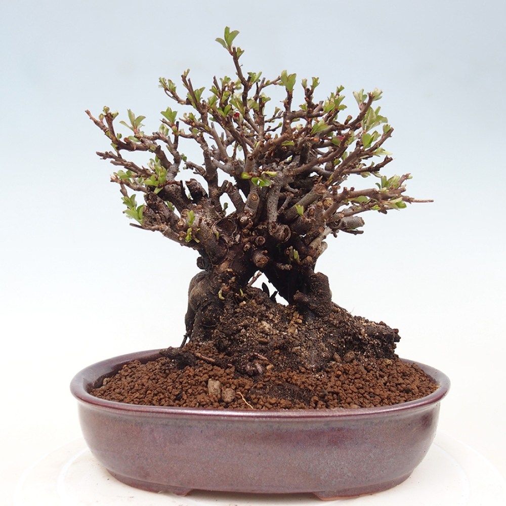 Outdoor bonsai - Chaneomeles speciosa - Quince