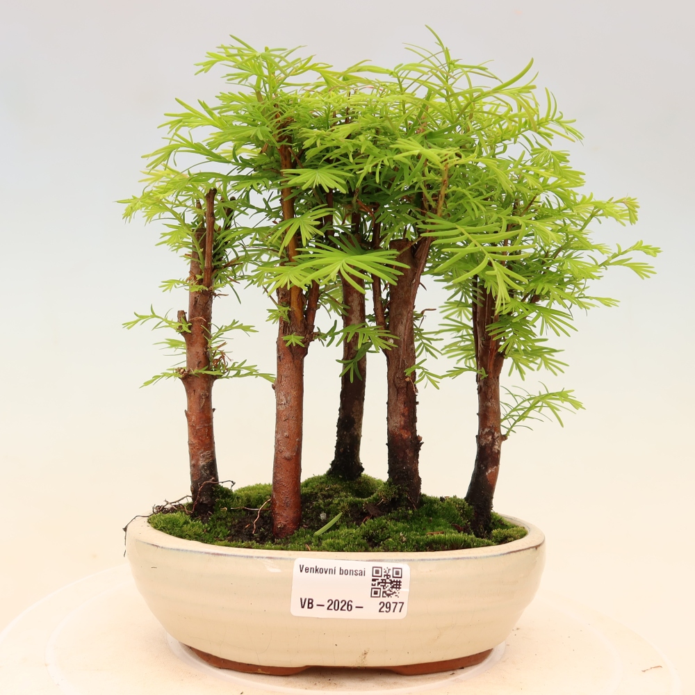 Outdoor Bonsai - Metasequoia glyptostroboides - Chinese Metasequoia - Grove