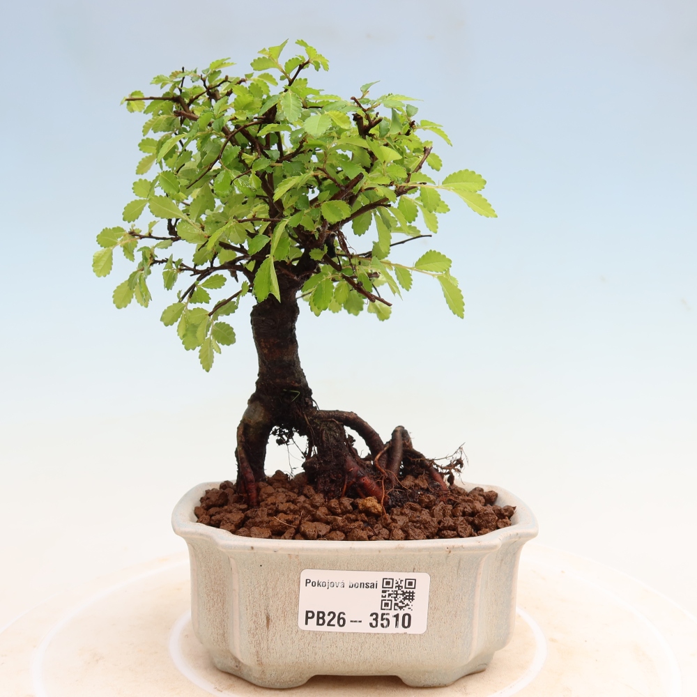 Room bonsai - Ulmus parvifolia - Small-leaved elm