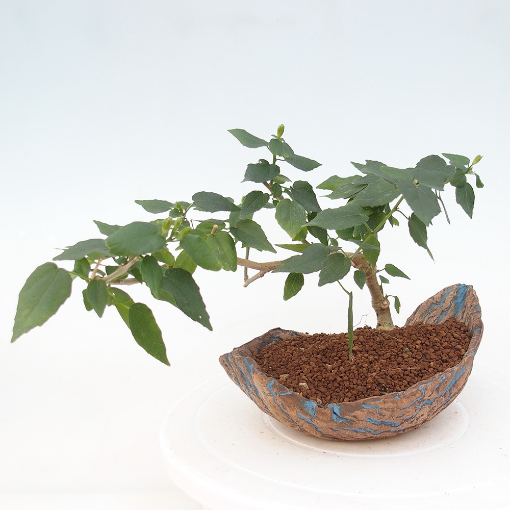 Indoor bonsai - Malvaviscus arboreus